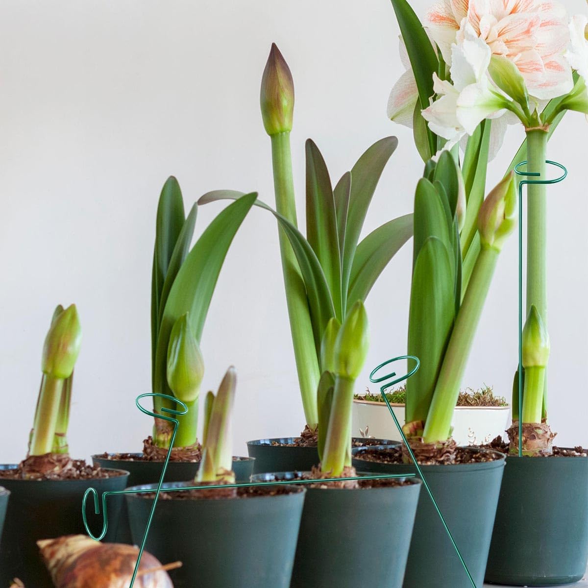 10 Pieces 24 inch Green Single Stem Plant Stakes Flower Support Rings,Gardening Planter Cages for Single Stem Flowers, Amaryllis, Peony, Lily,Narcissus