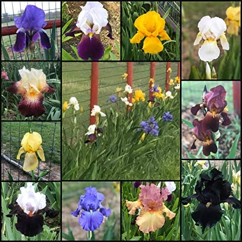 Bearded Iris Mixed Colors - for Planting - (5)