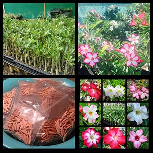 New!! U.S. Seller 50 Fresh Desert Rose Seeds Mixed Colors Adenium Desert Rose 50 Pack Single and Multi Colored Flowers Fresh Seeds