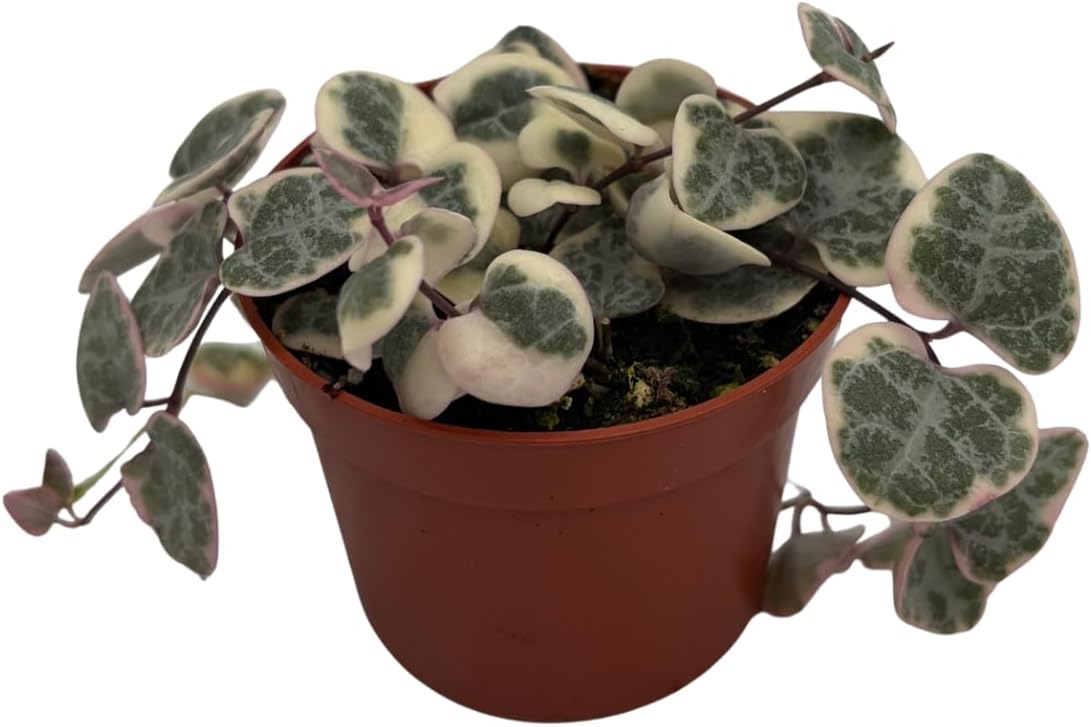 String of Hearts - Hearts Entangled -Ceropegia woodii-2.5" Pot-Collector' Series