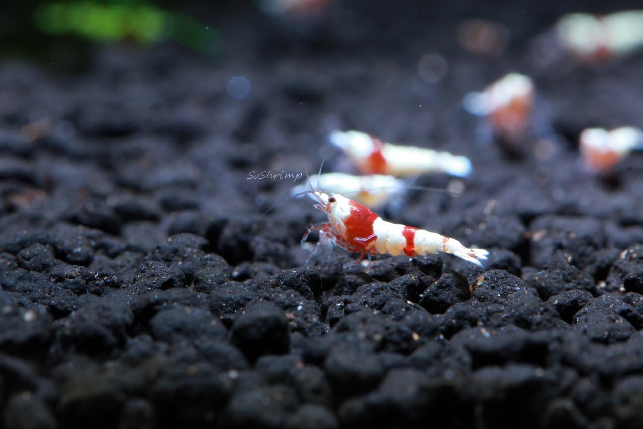 Live Freshwater Aquarium Shrimp - Caridina (Crystal Red Shrimp S-SSS Grade, 5 Pack)