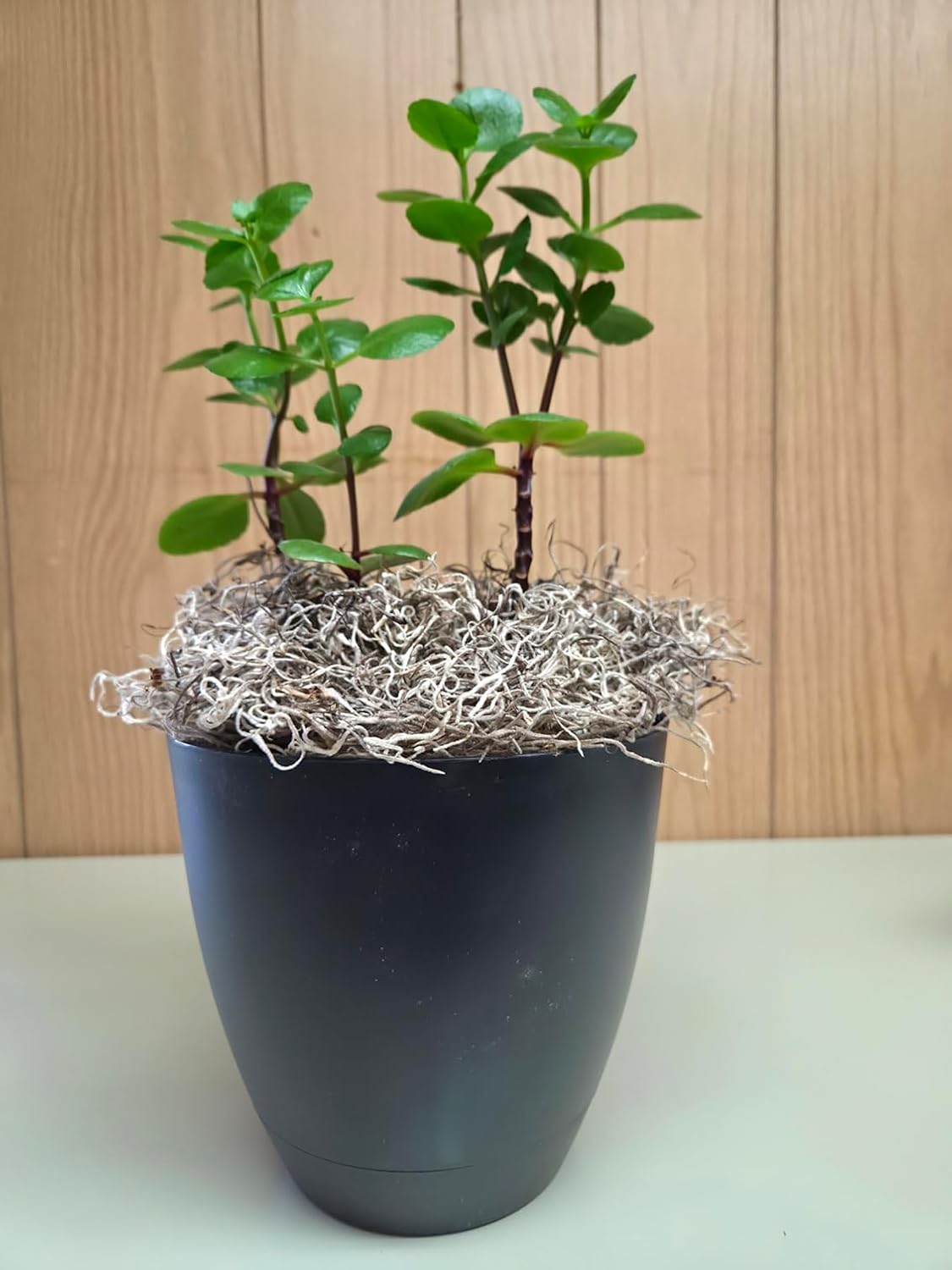 Mosser Lee ML0560 Spanish Moss, 250 Cubic Inches