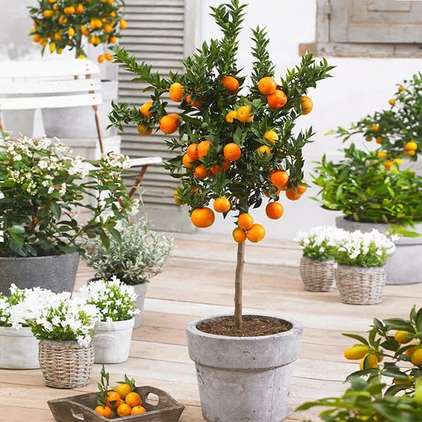 Brighter Blooms - Owari Satsuma Mandarin Tree, 1-2 ft. - No Shipping to AK, AL, AZ, CA, FL, GA, HI, LA, MS, OR, TX