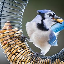peanuts for blue jays