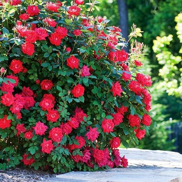 Brighter Blooms - Double Knock Out® Rose Shrub, 1 Gallon - No Shipping to AK, AZ, HI