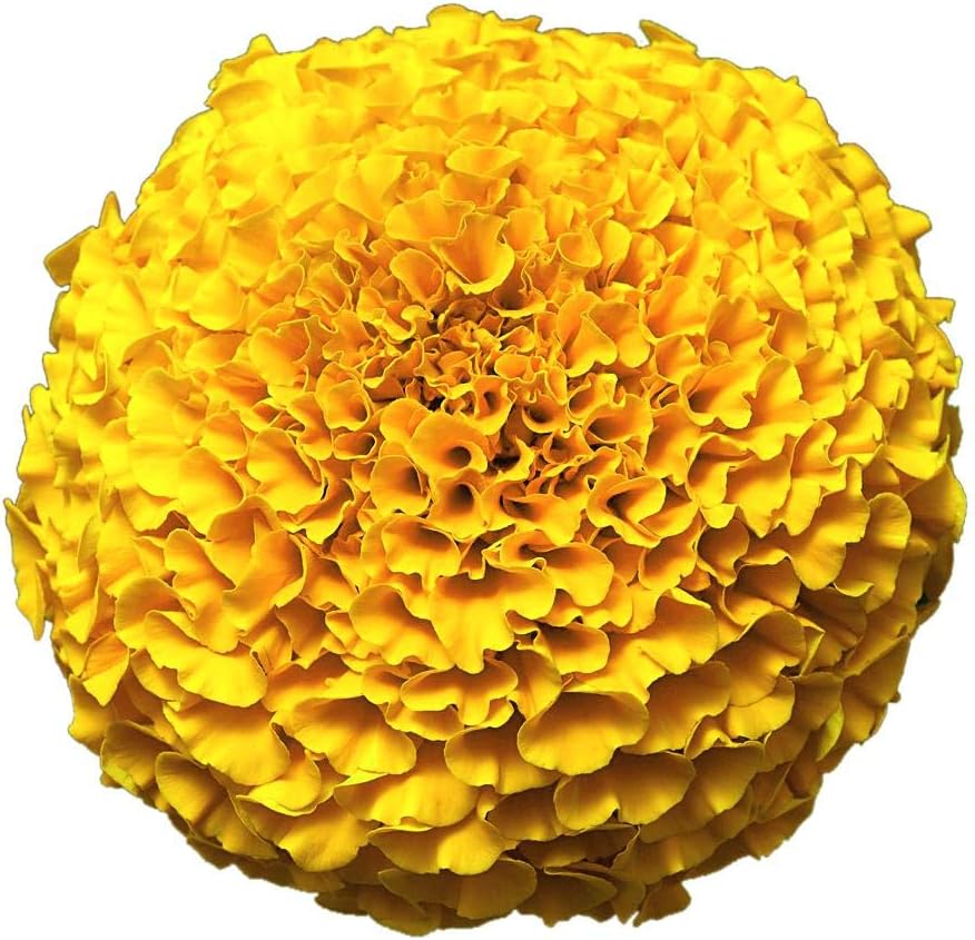 Park Seed Whopper Mix Marigold Flower Seeds – Giant 4-Inch Double Blooms in Yellow, Gold & Orange, Compact and Weather-Resistant Plants, Easy to Grow for Beds or Containers – Pack of 25