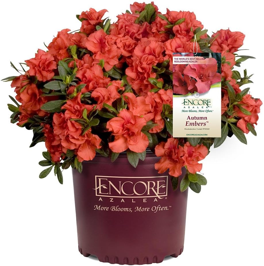 Brighter Blooms - Autumn Embers® Encore® Azalea Shrub, 1 Gallon - No Shipping to AK, AZ, HI