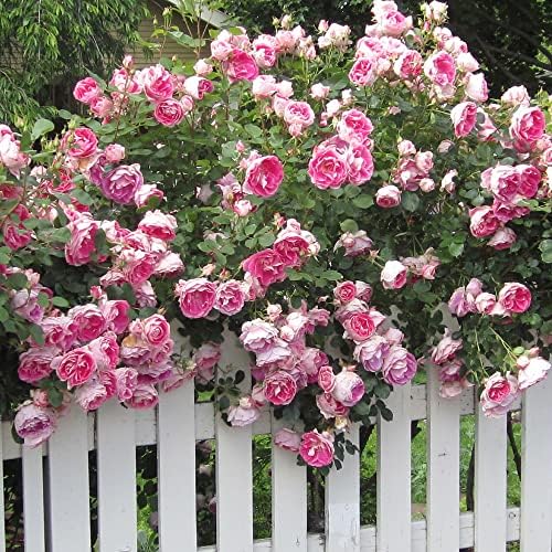 Heirloom Landscape Roses, Live Own Root Plant, Carefree Wonder™