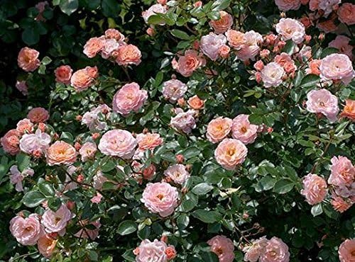 Apricot Drift 1 gallon