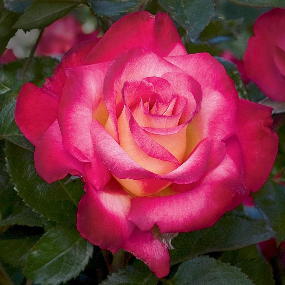 Heirloom Grandiflora Roses, Live Own Root Plant, Dick Clark | Moderately Fragrant, Hardiness Zones: 5-10, Continual Blooming, For Outdoor Gardens