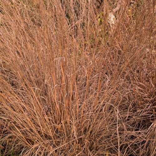 Outsidepride Perennial Little Bluestem Grass Seed - 1 lb. Warm Season, Drought Resistant, Long-Lived Native Prairie Grass Seed, Ideal for Erosion Control, Ornamental Landscaping & Wildlife Gardens