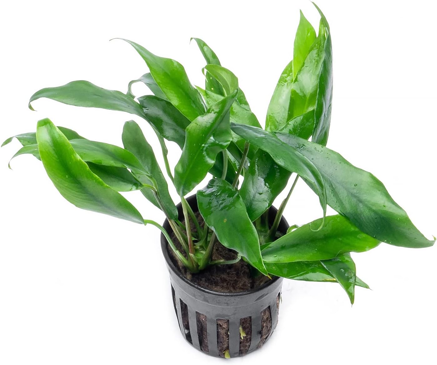 Anubias Nana Live Aquarium Plants - Potted Freshwater Plant for Fish Tanks, Terrariums - Beginner Friendly Low Light (1 Pot)