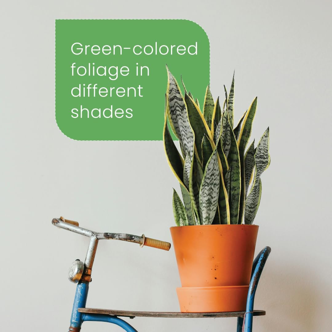 American Plant Exchange Snake Plant – Medium 6-Inch Pot Yellow Sansevieria Trifasciata, Drought-Tolerant, Air-Purifying Live Houseplant for Home