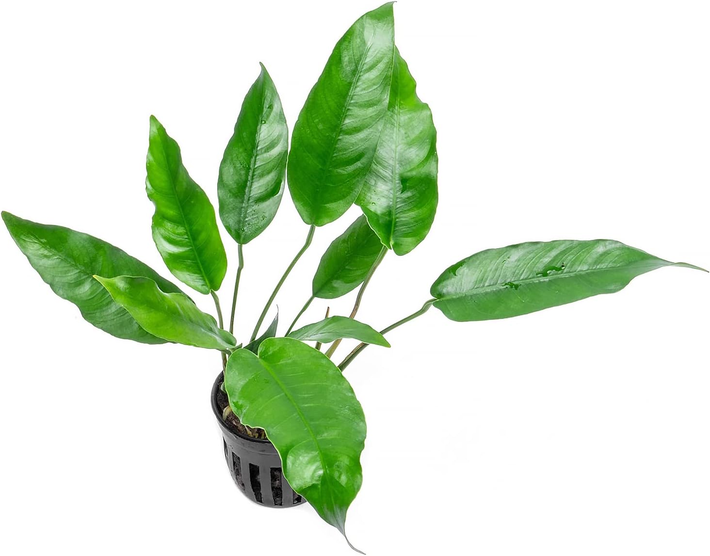 Anubias Nana Live Aquarium Plants - Potted Freshwater Plant for Fish Tanks, Terrariums - Beginner Friendly Low Light (1 Pot)