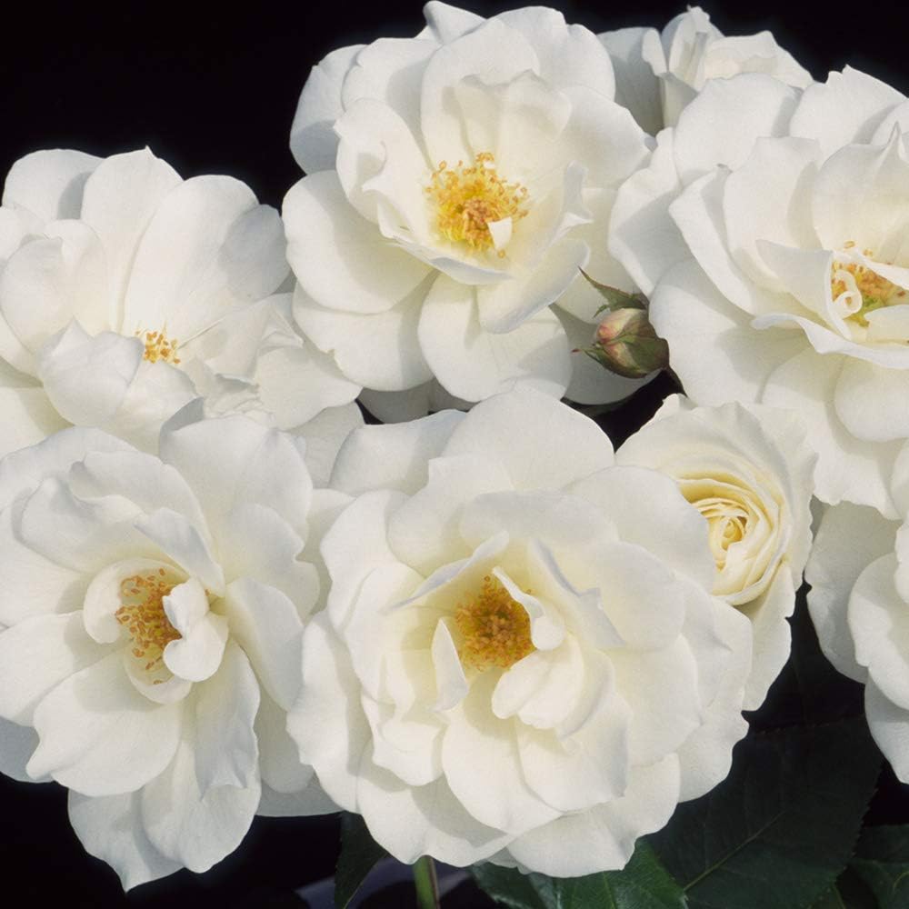Heirloom Shrub Roses, Live Own Root Plant, Iceberg®