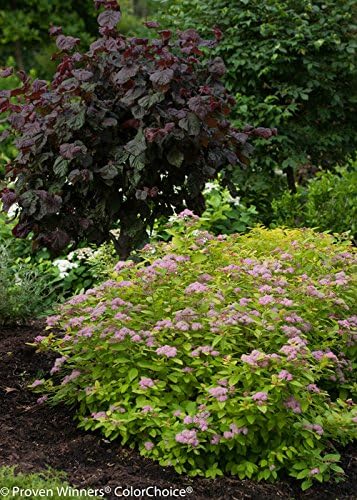 Proven Winners - Spiraea jap. Double Play Gold (Spirea) Shrub, , #3 - Size Container