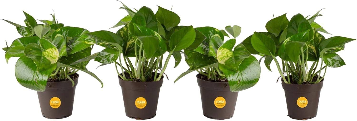 Costa Farms Golden Pothos, Live Indoor Plant, Trailing Vine, Air Purifying | Fast-growing trailing vine, one of the easiest to grow. Great indoor houseplant. Ideal housewarming or birthday gift.