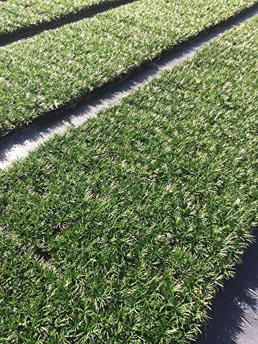 Dwarf Mondo Grass | 72 Live Plants | Ophiopogon Japonicus Nanus | Shade Loving Evergreen Ground Cover