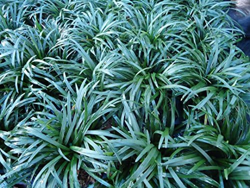 Pixies Gardens (18 Count Flat-3.5" Pots) Ophiopogon Japonicus 'Nana' Dwarf Mondo Grass. (Ground Cover) Short Dark Green Foliage Tiny White Flowers