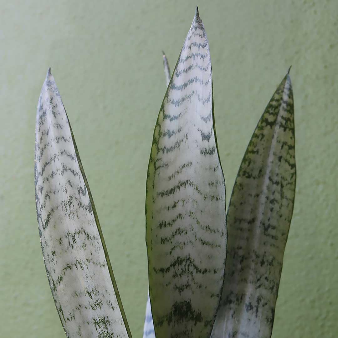 American Plant Exchange Snake Plant – Medium 6-Inch Pot Yellow Sansevieria Trifasciata, Drought-Tolerant, Air-Purifying Live Houseplant for Home