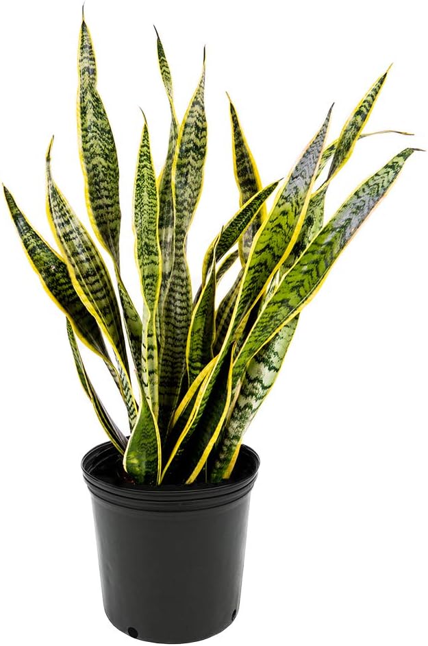 American Plant Exchange Snake Plant – Medium 6-Inch Pot Yellow Sansevieria Trifasciata, Drought-Tolerant, Air-Purifying Live Houseplant for Home