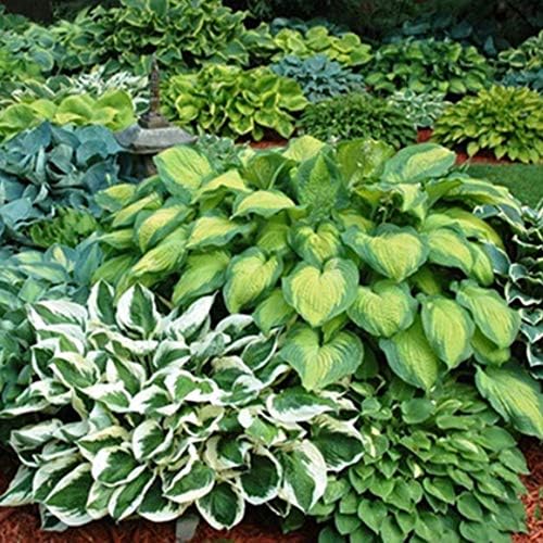 6 Pack of Mixed Heart-Shaped Hosta Bare Roots Plants - Rich Green Foliage, Low Maintenance for Your Home and Garden