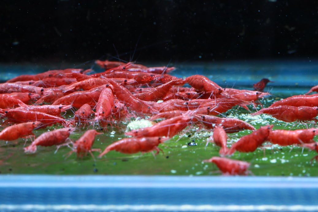 Live Freshwater Aquarium Shrimp - Neocaridina (Red Cherry, 5 Pack)