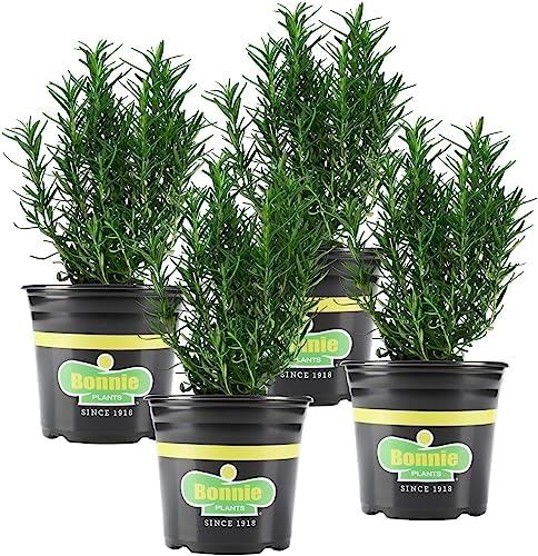 Bonnie Plants Rosemary Live Edible Aromatic Herb Plant - 4 Pack, Perennial In Zones 8 to 10, Great for Cooking & Grilling