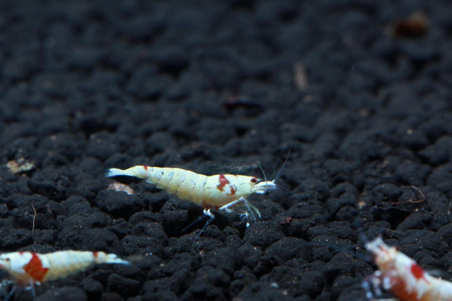 Live Freshwater Aquarium Shrimp - Caridina (Crystal Red Shrimp S-SSS Grade, 5 Pack)