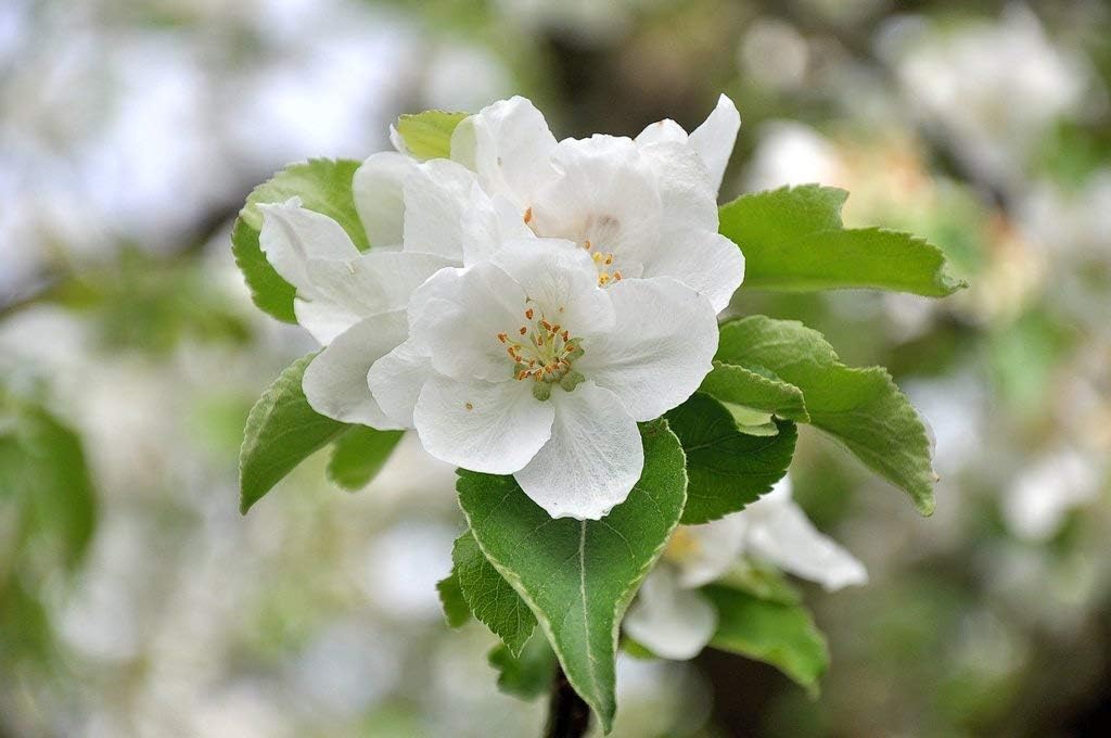 20th Century Asian Pear Tree 'Nijisseiki' - Live Fruit Plant Shipped 3 Feet Tall by DAS Farms
