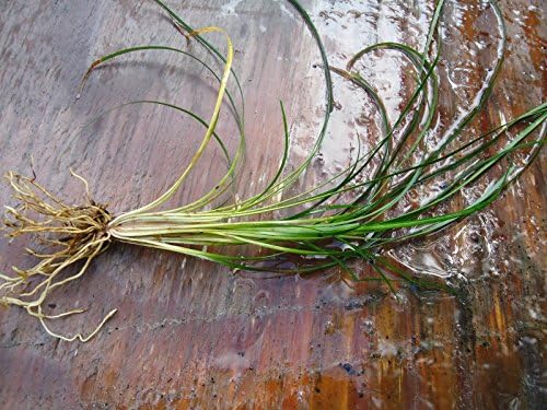 New and Healthy Standard MONDO GRASS -- 100 bare-root starts -- Border Plant -- Groundcover