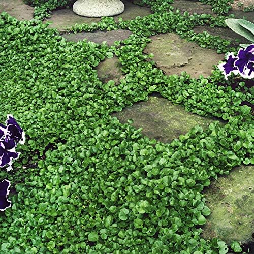 Outsidepride Perennial Dichondra Repens Seeds - 2 lbs Dense Green, Low-Maintenance Ground Cover Seeds for Planting, Ideal Lawn Alternative in Sun or Shady Areas & Erosion Control in USDA Zones 8-11