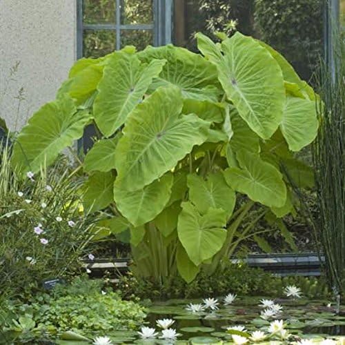 1 Elephant Ear -Colocasia esculenta- Give your garden a tropical look