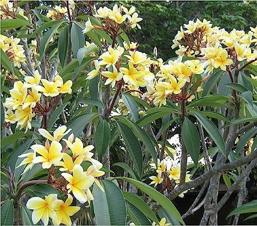 GROW HAWAII- HAWAIIAN YELLOW PLUMERIA PLANT CUTTING.