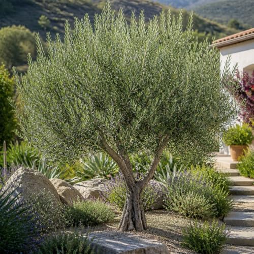 Arbequina Olive Tree - Beautiful Live Plant - 6 Inch Pot - Grow Your Own Olives Indoors - Olea Europaea