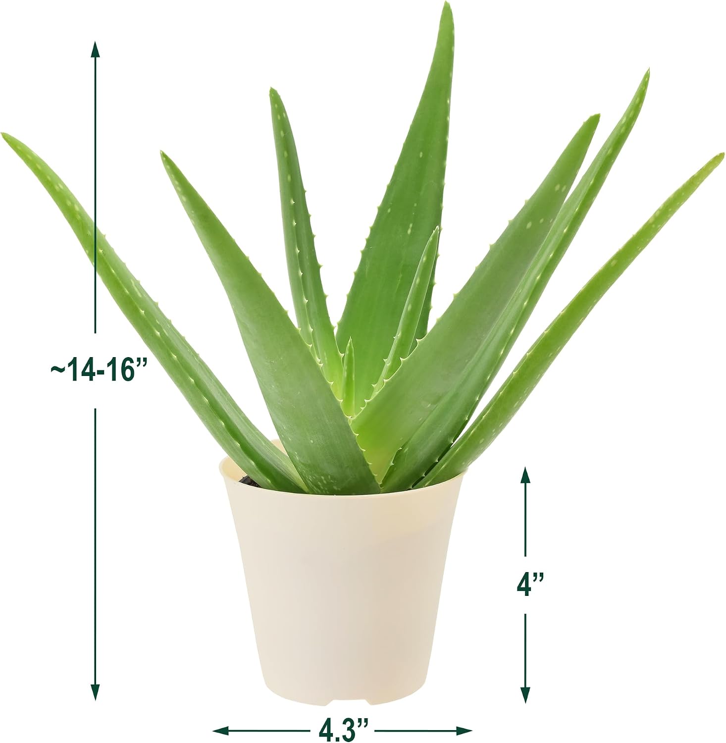 Arcadia Garden Products Live Aloe Vera Succulent Easy Indoor Houseplant in Plastic Pot, Air Purifying Ornamental Plant Gift for Home and Garden Decor