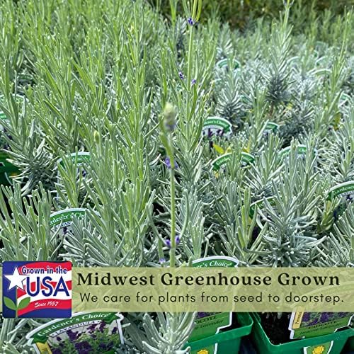 Clovers Garden English Lavender (Lavandula) Hidcote Blue Plants – Two (2) Live Plants – Non-GMO - Not Seeds - Each 4" to 8" Tall – in 4" Inch