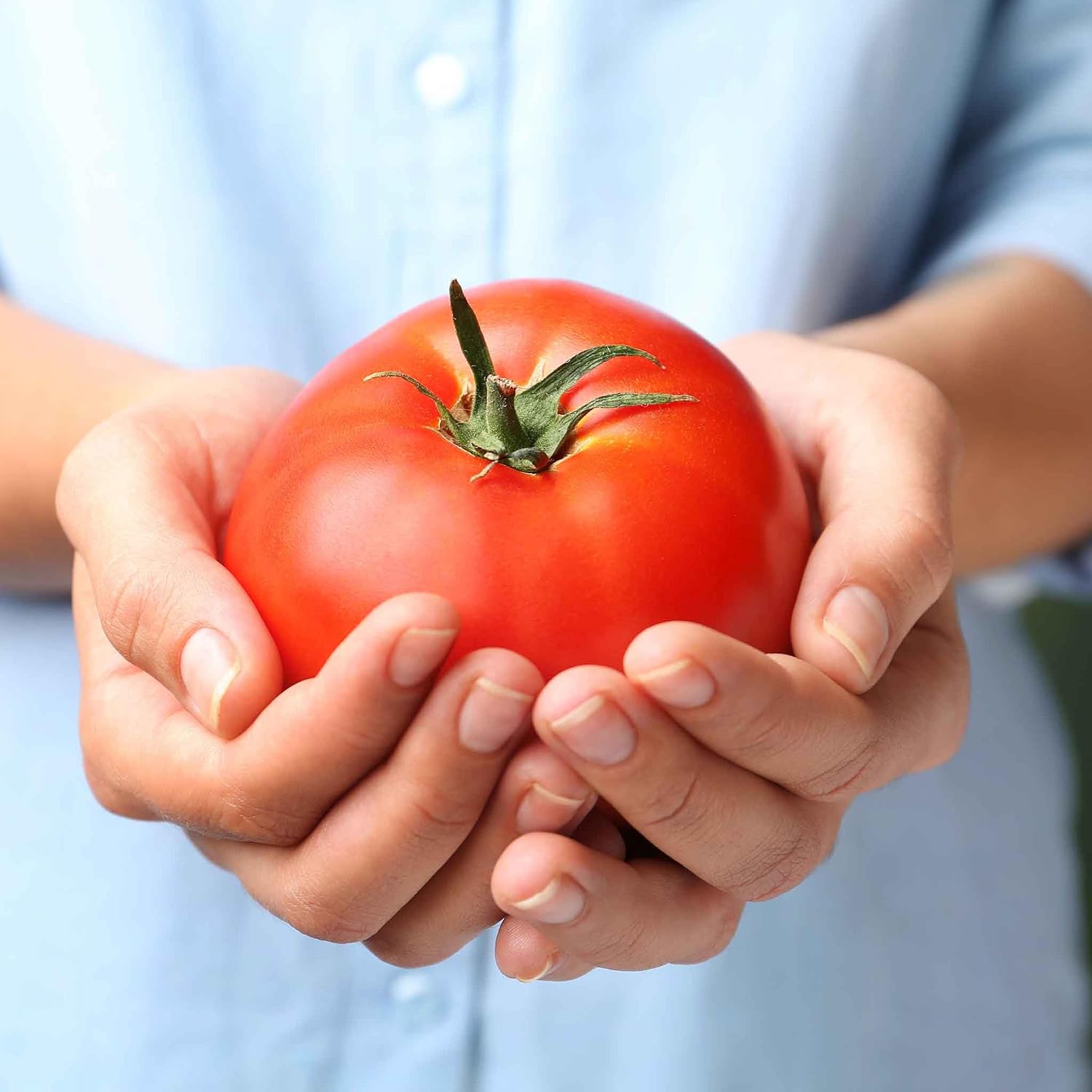 Eden Brothers Tomato Seeds - Persimmon Non-GMO Seeds for Planting, 1 oz | Low-Maintenance Vegetable Seeds, Plant During Warm Season, Zones 10, 3, 4, 5, 6, 7, 8, 9