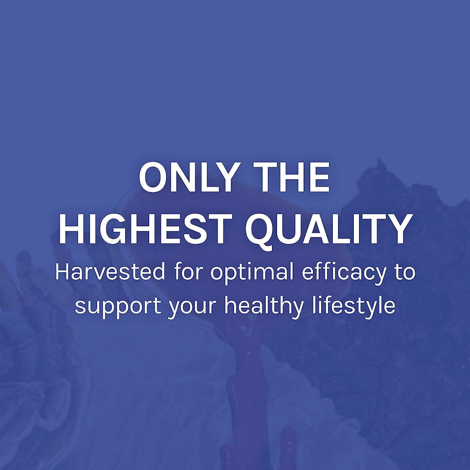 Host Defense Stamets 7 Extract - 7 Species Blend - Mushroom Supplement for Immune Support with Royal Sun Blazei, Cordyceps, Reishi, Maitake, Lion's Mane, Chaga & Mesima - 2 fl oz (60 Servings)*