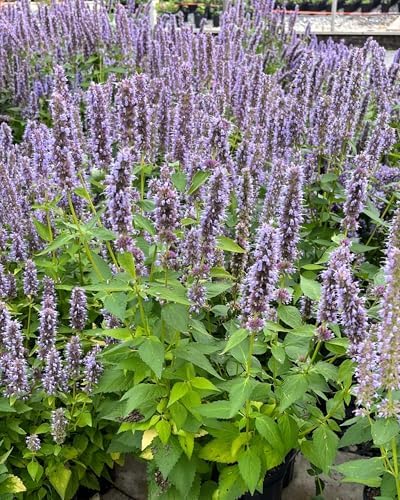 Agastache x 'Blue Fortune' (Mexican Hyssop) Perennial, Size-#1 Container, Violet Flowers