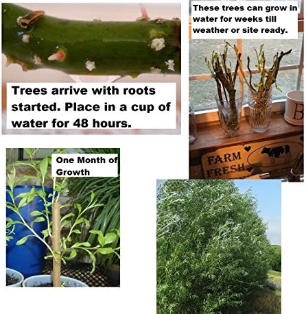 6 Black Willow Trees Cuttings - Easy to Grow - Very Attractive and Fast Growing Shade or Privacy Trees - 6 Live Trees