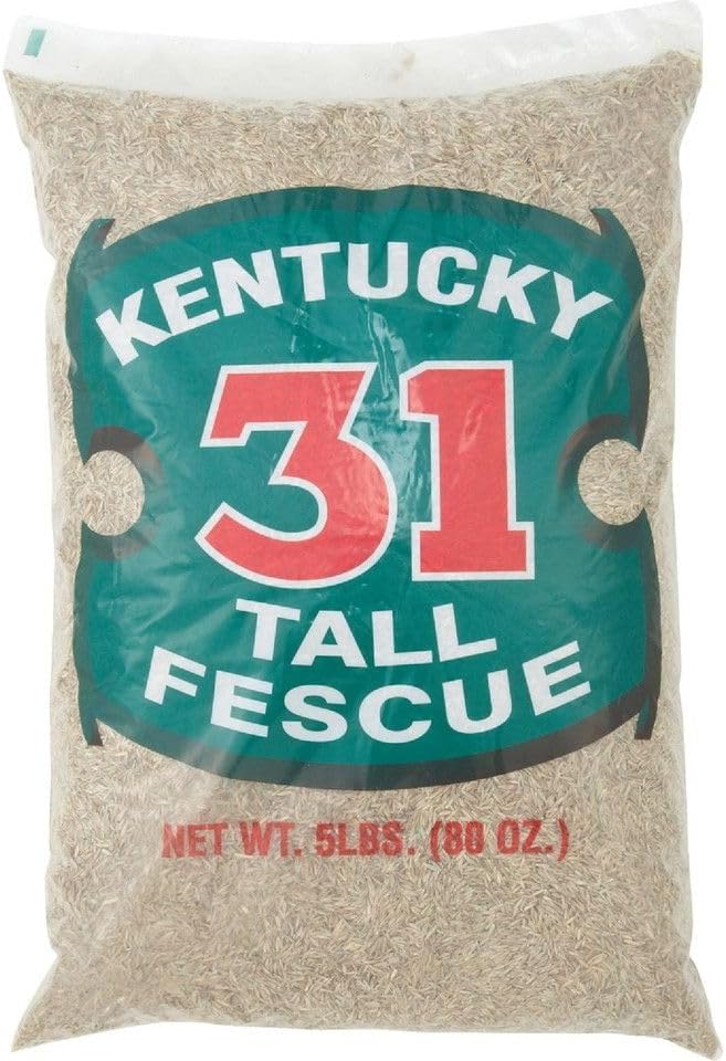 Kentucky Fescue 31 5 LB