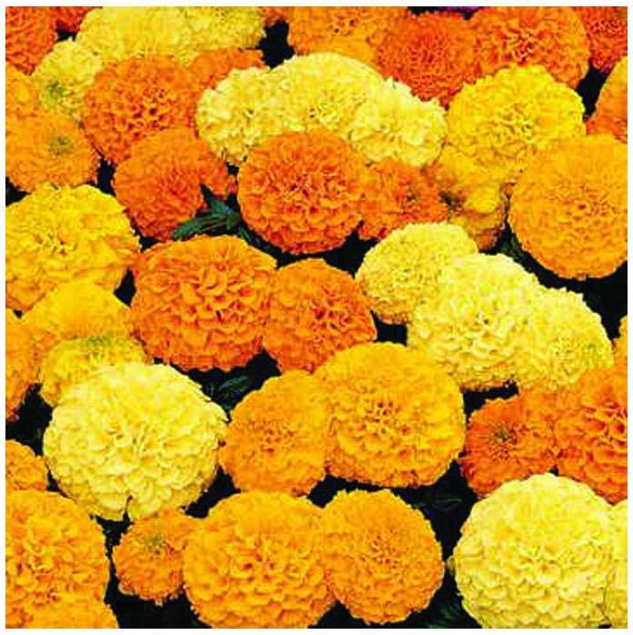 Park Seed Whopper Mix Marigold Flower Seeds – Giant 4-Inch Double Blooms in Yellow, Gold & Orange, Compact and Weather-Resistant Plants, Easy to Grow for Beds or Containers – Pack of 25