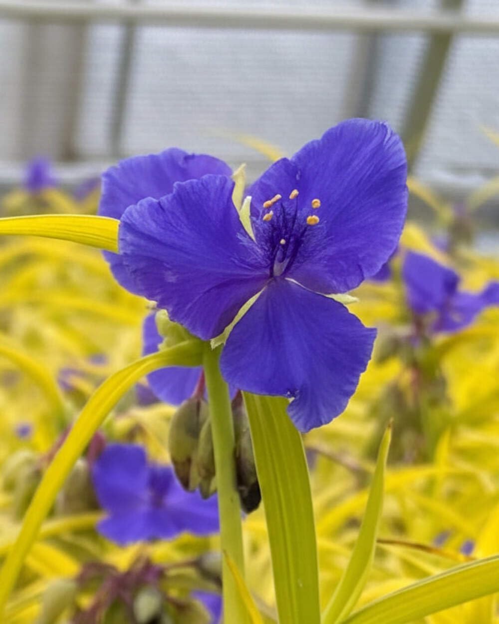 Perennial Farm Marketplace Tradescantia andersoniana 'Sweet Kate' (Spiderwort) Perennial, Size-#1 Container, Brilliant Gentian Blue Flowers