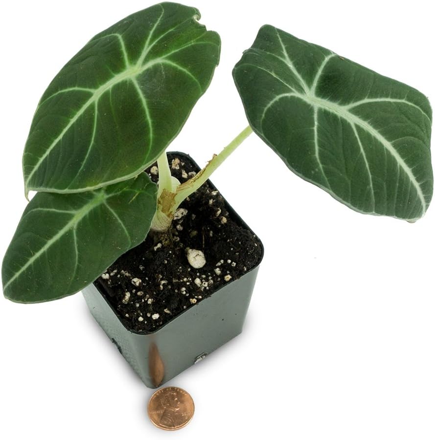 Alocasia reginula 'Black Velvet'