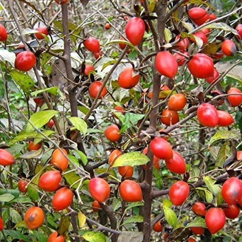 Diamond-leaf Persimmon Diospyros Rhombifolia 5 Seeds