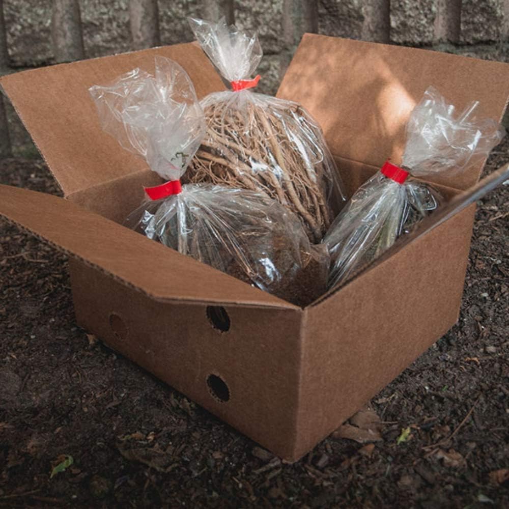 Great Deal - Ultimate Hosta Garden Collection 6-Pack of Bare Roots Hardy Mixed Heart-Shaped Hosta Rich Green Foliage, Low Maintenance