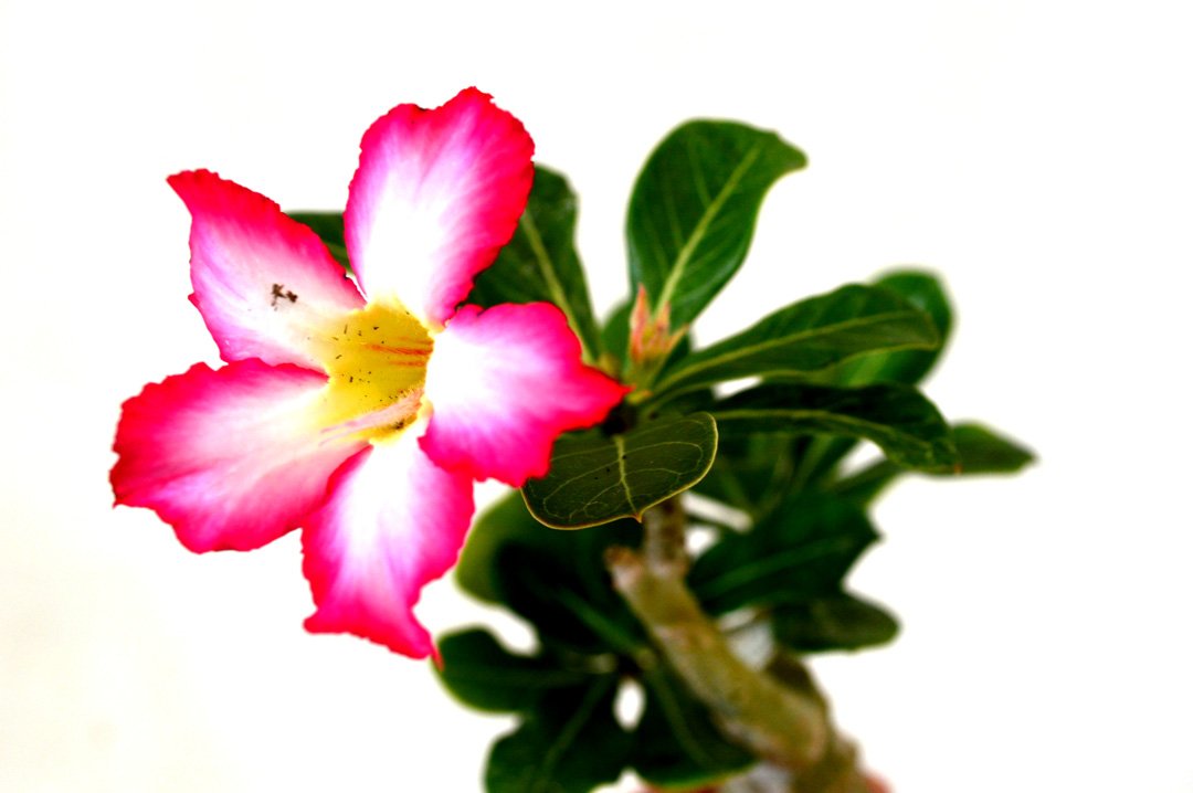 Set of 2 Adenium Desert Pink & Red Color House Plant Bonsai