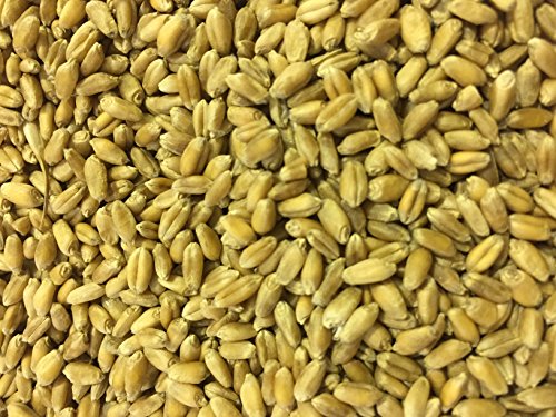 Thunder Acres Wheat Seed, Glysophate Free, Non GMO, Wheatgrass, Hard Red Winter Wheat Berries (10 lbs.)