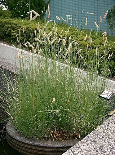 1000 Blue GRAMA Grass Gramma Bouteloua Gracilis Flower Mosquito Grass Seeds